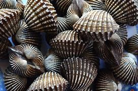 Image result for Coquillage Japonais Comestible