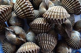 Image result for Coquillage Comestible