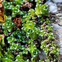 Image result for Saxifraga (A) Gaiety