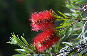 تصویر کا نتیجہ برائے Callistemon citrinus Red Cluster