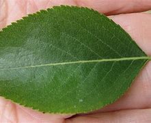 Image result for Oval Tree Leaf Identification