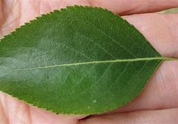 Image result for What Plants Have Oval Leaves