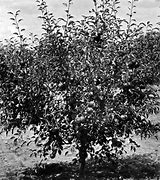 Image result for Jonathan Apple Tree