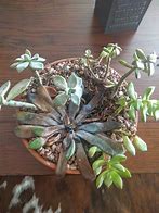 Image result for Dead Succulent