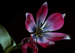 Tulipa aucheriana x hageri ପାଇଁ ପ୍ରତିଛବି ଫଳାଫଳ