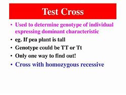 Image result for Homozygous Crosses