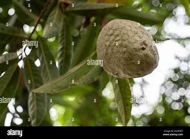 Image result for African Custard Apple