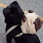 Image result for Funny Black Pug