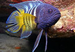 Image result for Underwater Colorful Fish