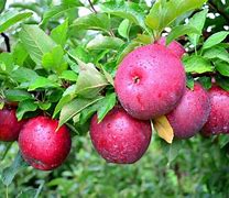 Image result for Red. Free Apple Tree