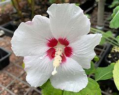 Image result for Hibiscus syriacus Eleonore