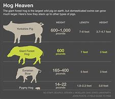 Image result for What Is the Biggest Pig in the World