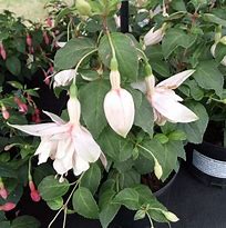 Image result for Fuchsia Annabel