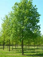 Image result for Quercus robur Gnom