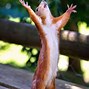 Image result for Cute Animals Praying