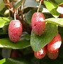 Image result for Elaeagnus pungens Maculata