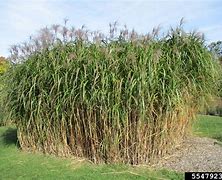 Image result for MISCANTHUS SIN. GIGANTEUS