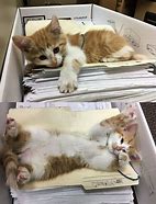 Image result for Funny Cate Office Meme