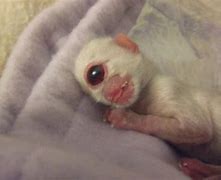 Image result for Cyclopia Animals