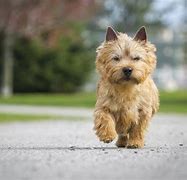 Image result for Hefty Small Dogs