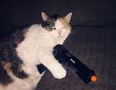 Image result for Cat Pointing Gun Meme