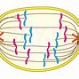 Image result for Prophase Drawing