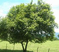 Image result for árbol