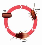 Image result for Cockroach Evolution