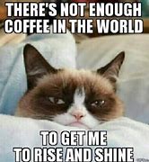 Image result for Grumpy Cat Memes New