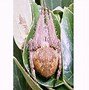 Image result for White-Tailed Spider