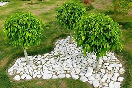 Image result for Ficus Tree Varieties