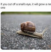 Image result for Skid Mark Snail Meme