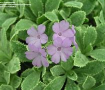 Image result for Primula marginata Ivy Agee