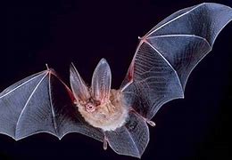 Image result for Ghost Bat Beautiful