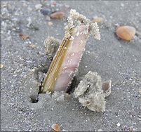 Image result for Atlantic Jackknife Clam