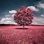 Image result for Nature Pink Profile Pictures