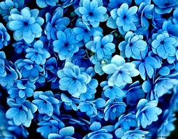 Image result for Blue Flowers with Brown Background Wallpaper