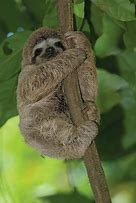 Image result for Smiling Sloth