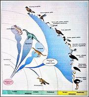 Image result for Evolution of Birds