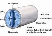 Image result for Roof Plate Neural Tube
