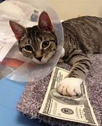Image result for Goma Cat Giving Money