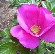 Image result for iPhone 13 Rose Pink