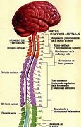 Image result for Lumbar Spinal Cord Anatomy