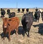 Image result for Raising Cattle in Montana