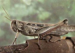 Image result for Giant Locust Grasshopper
