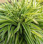 Image result for Carex oshimensis Evercream