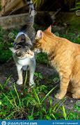 Image result for Cats Greeting Each Other