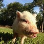 Image result for Cute Pig Eating