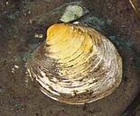 Image result for Oldest Ocean Quahog