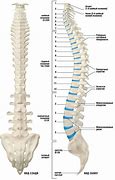 Image result for Vertebrae of the Spine Labeled